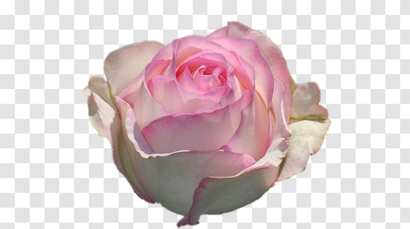 Garden Roses Centifolia Animation Flower Clip Art - Rosa Transparent PNG