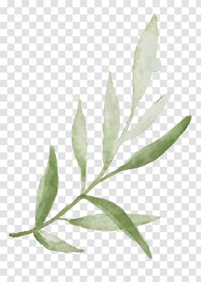 Plant Leaf Flower Flowering Tree - Eucalyptus Transparent PNG