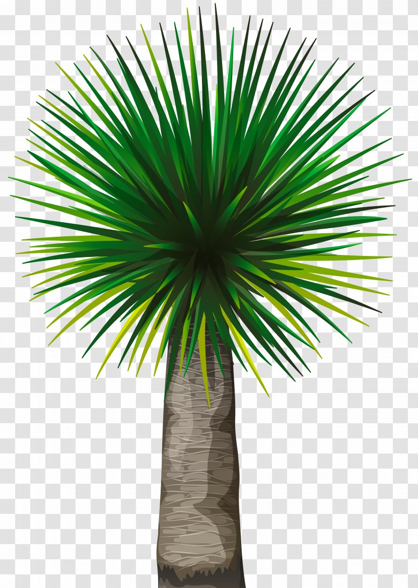 Asian Palmyra Palm Tree Arecaceae Clip Art - Saw Palmetto Transparent PNG