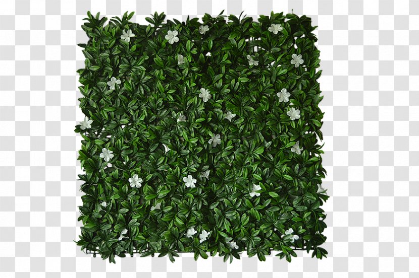 Green Wall Garden Petunia Window Blinds & Shades Follaje - Petunias Transparent PNG