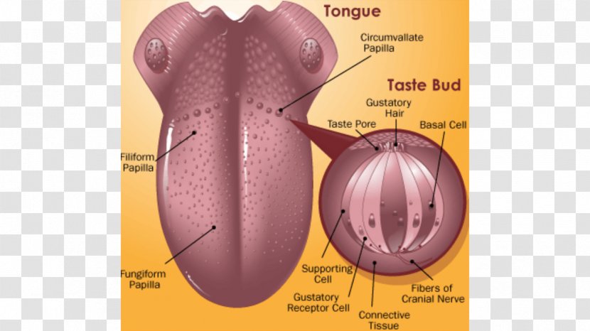 Tongue Periodontal Disease Gums Medicine Transparent PNG