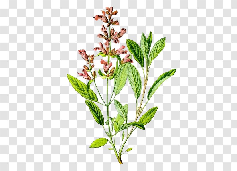 Common Sage Salvia Elegans Botanical Illustration Plant Greggii - Medicinal Plants Transparent PNG