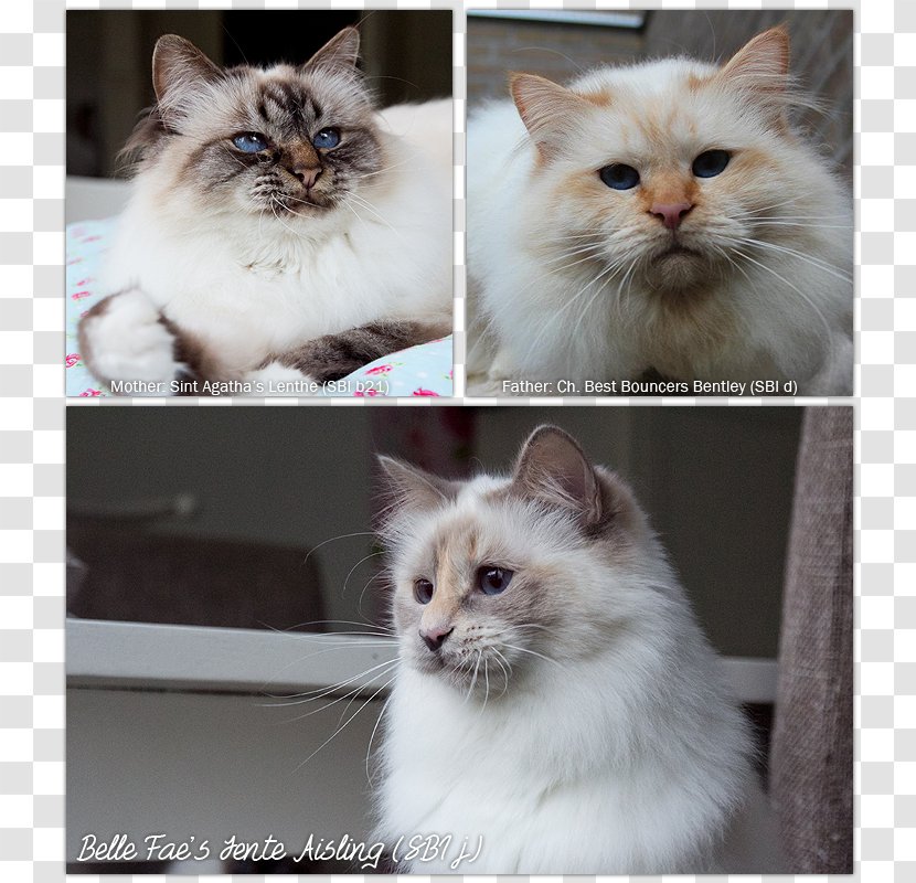 Asian Semi-longhair Birman Ragamuffin Cat Ragdoll Siberian - Py Transparent PNG