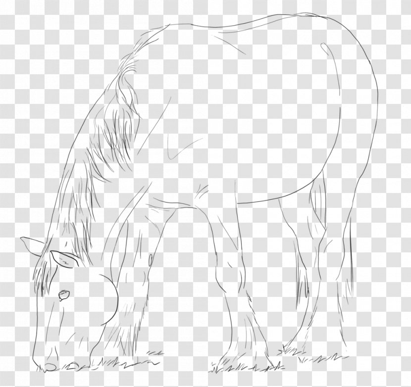 Mustang Snout Drawing Pack Animal Sketch - Mane Transparent PNG
