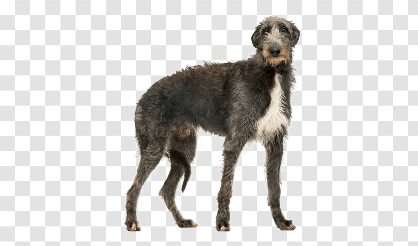 Scottish Deerhound Greyhound Puppy Dog Breed Hunting - Frame - Long Hair Breeds Transparent PNG