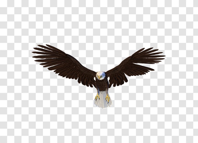 Bald Eagle Bird - Drawing Transparent PNG