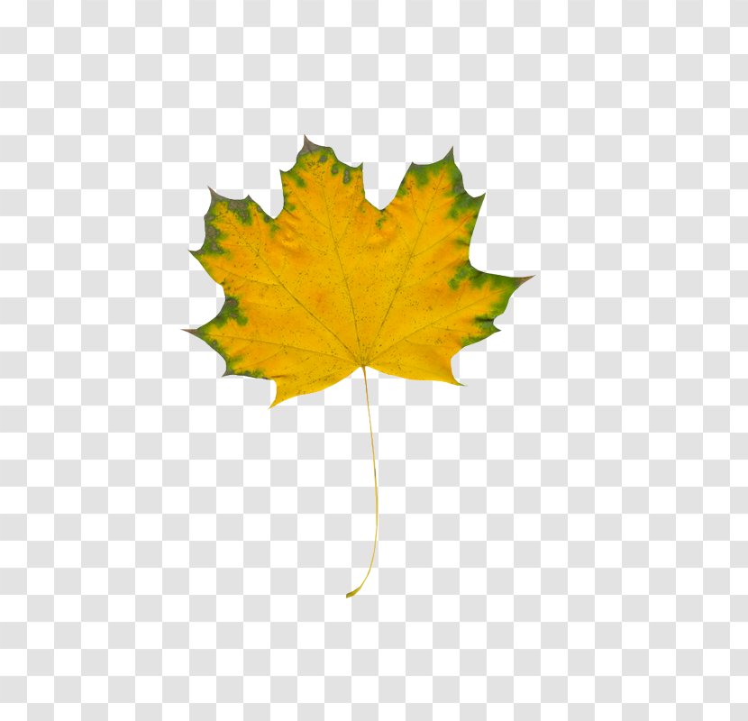 Autumn Leaves Maple Leaf Ty - Liveinternet - Moya NezhnostNouvelles Feuilles Transparent PNG