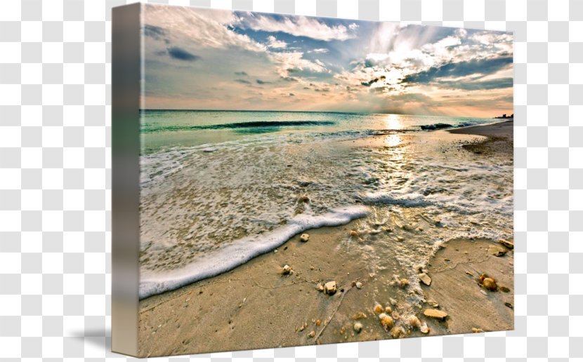 Shore Seashell Beach Emerald Coast - Sunset - Seaside Scenery Transparent PNG