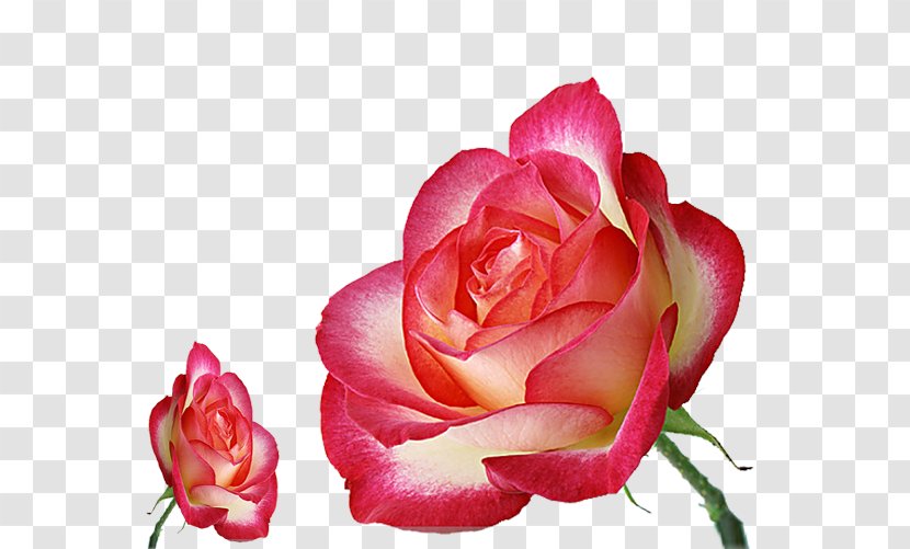 Pink Garden Roses Flower - Rose - Creative Transparent PNG