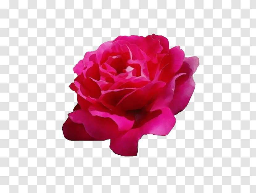 Rose Gold Flower - Red - Camellia Pink Family Transparent PNG