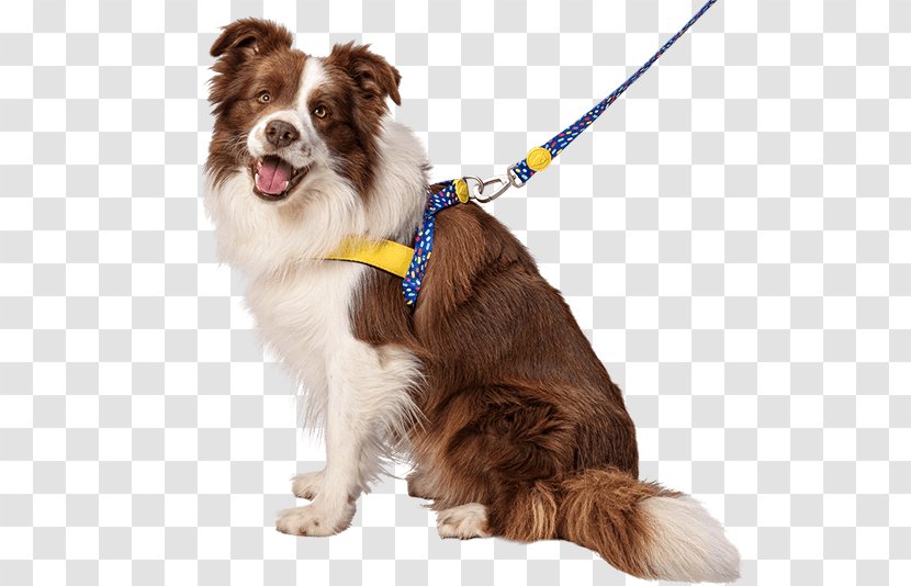 Dog Breed Border Collie Boxer English Setter Scotch - Cat Transparent PNG