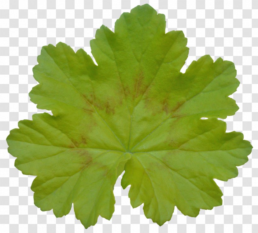 Herb Lemon Balm Mint Thai Basil - Plant Transparent PNG