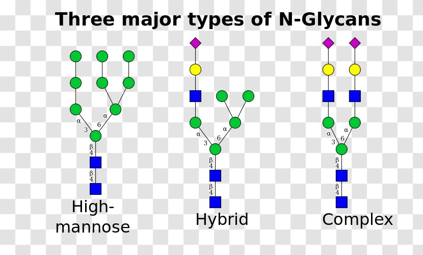 N-linked Glycosylation Glycan Asparagine Mannose Transparent PNG