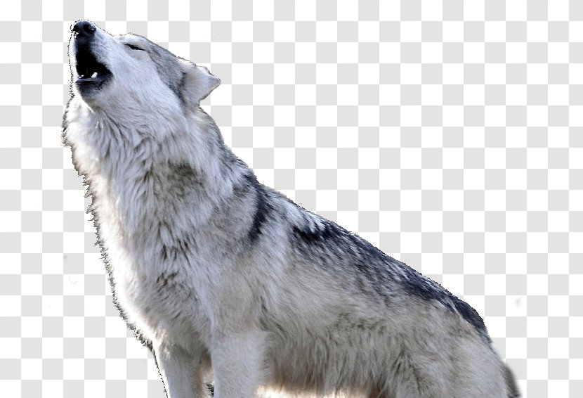 Saarloos Wolfdog Czechoslovakian Dog Breed Shamanism Spirit - Carnivoran - Wolf Transparent PNG