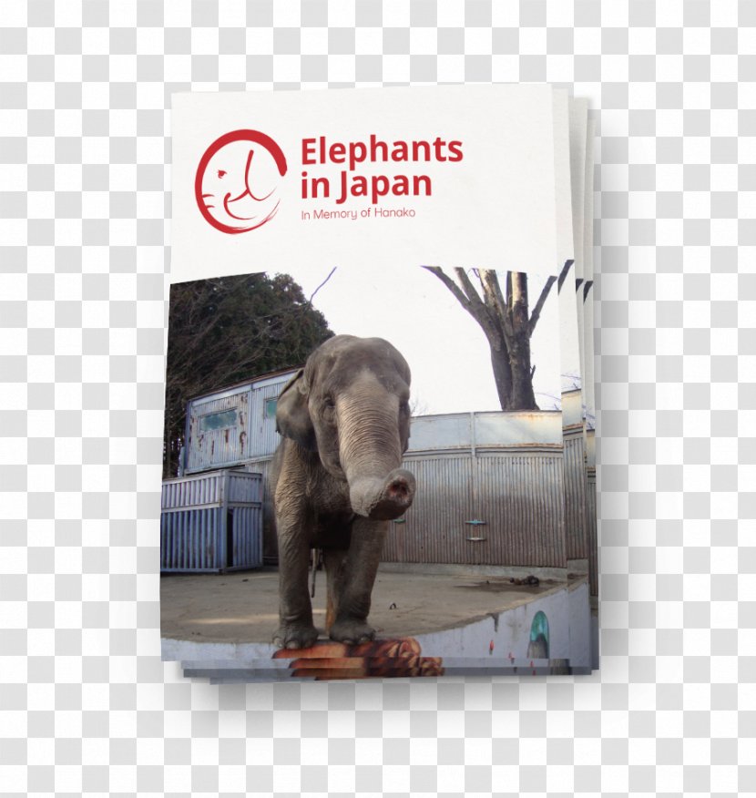 Japan The Elephant Sanctuary In Captivity Animal - Educational Assessment Transparent PNG