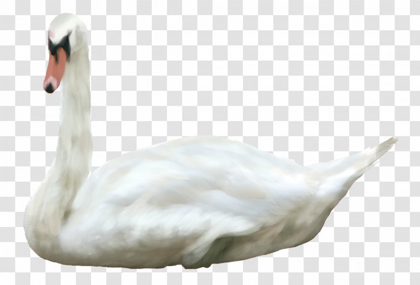 Bird Duck Mute Swan Black - Tundra - Fly Transparent PNG