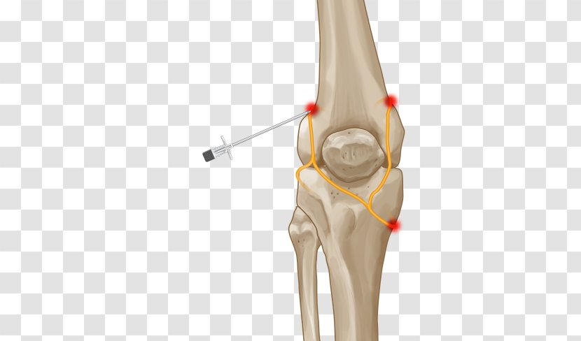 Thumb Knee Pain Joint Nerve - Finger - Muscle Transparent PNG