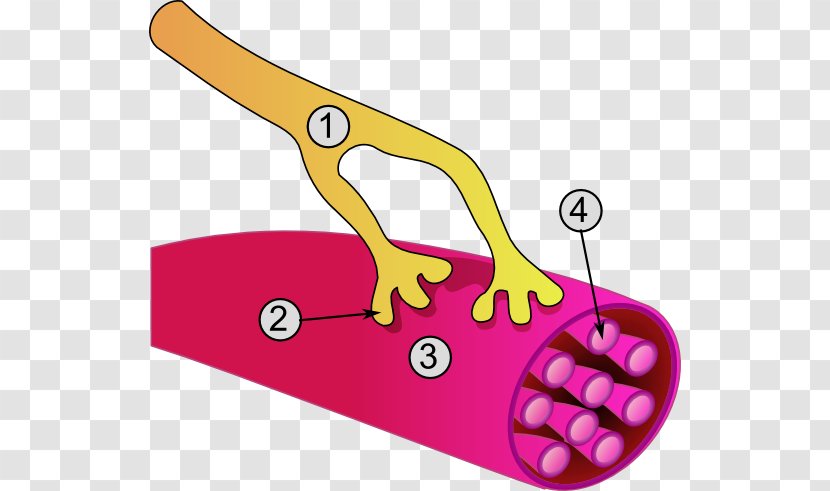 Neuromuscular Junction Somatic Nervous System Skeletal Muscle Motor Neuron - Nerve Transparent PNG