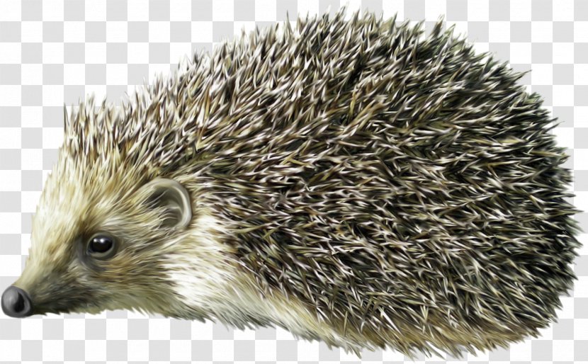 Hedgehog Porcupine Clip Art - Echidna - Cute Transparent PNG