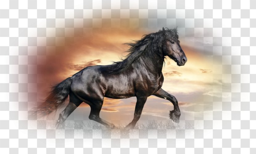 Horse Desktop Wallpaper High-definition Television 1080p Black - 4k Resolution Transparent PNG
