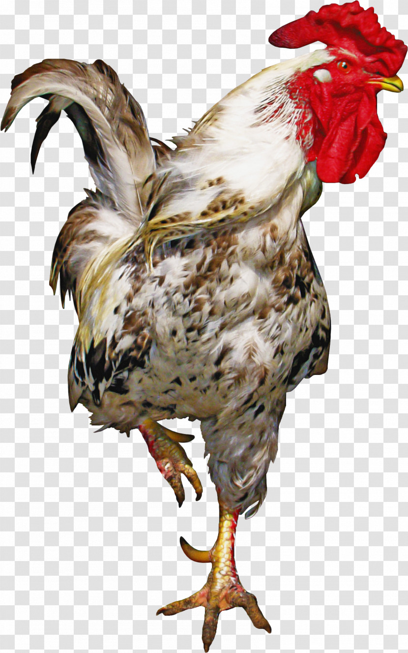 Chicken Bird Rooster Beak Comb Transparent PNG