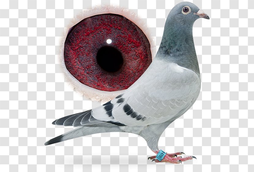 Racing Homer Columbidae Breed Pigeon Bird - Belgica De Weerd Bv Transparent PNG