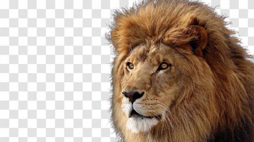 Lionhead Rabbit Desktop Wallpaper Photography - Mane - Lion Transparent PNG