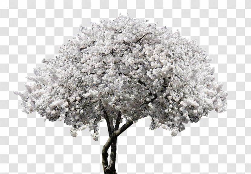 Cherry Blossom Flower Tree Shrub - Fruit Transparent PNG