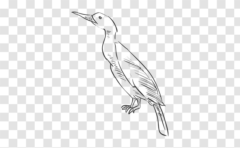 Drawing Sketch - Wildlife - Bird Transparent PNG