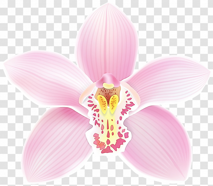 Moth Orchids Flower Cattleya Orchids Petal Orchids Transparent PNG