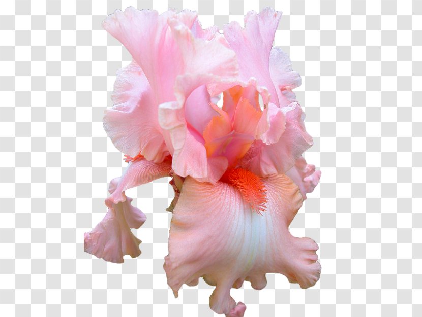 Pink Flowers Rose Clip Art - Flower - Peach Transparent PNG