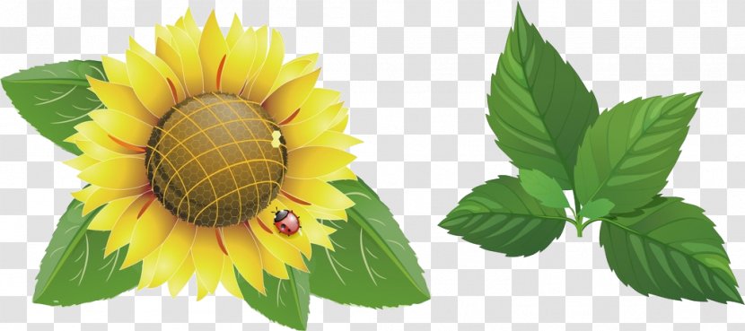 Common Sunflower Download - Flowering Plant - Hand-painted Transparent PNG