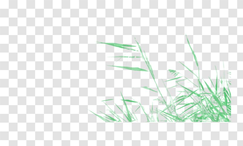 Desktop Wallpaper Grass Font Line Commodity - Botany - Mountain Drawing Transparent PNG