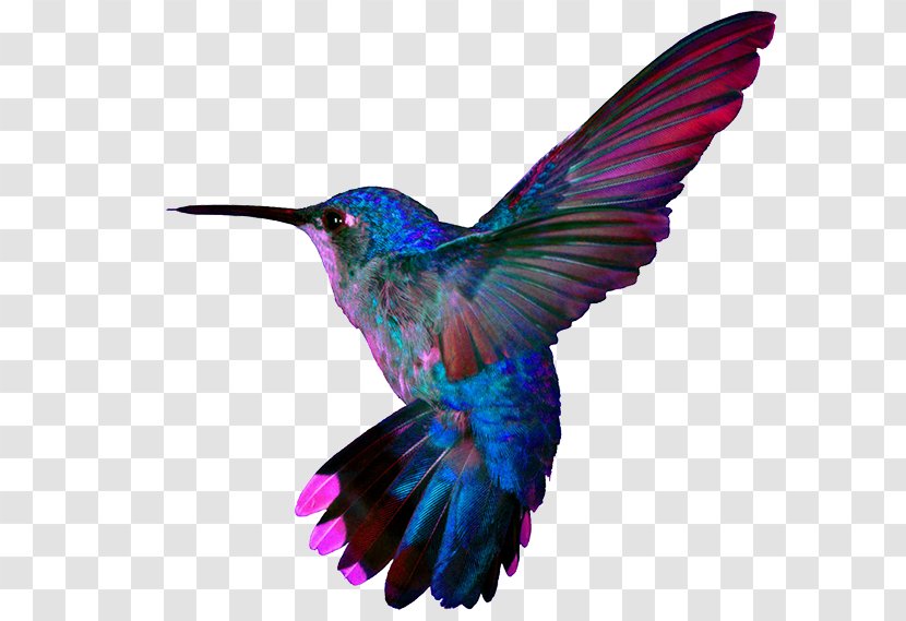 Super Hummingbirds Pillow Google Hummingbird - Child - Flor Transparent PNG
