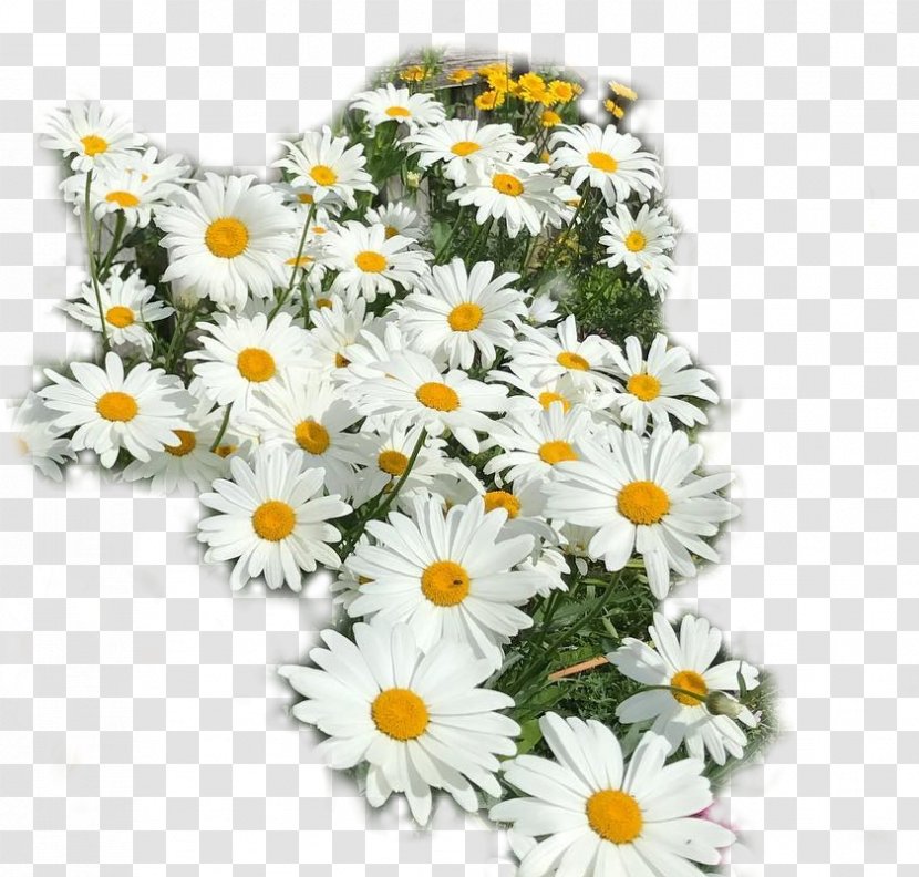 Oxeye Daisy Cut Flowers Chrysanthemum Floral Design - Aster - Yb Transparent PNG