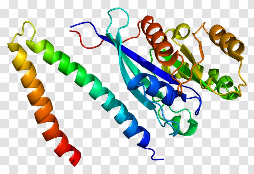 RAB7A RILP Protein GTPase - Heart - Chain Gene Transparent PNG