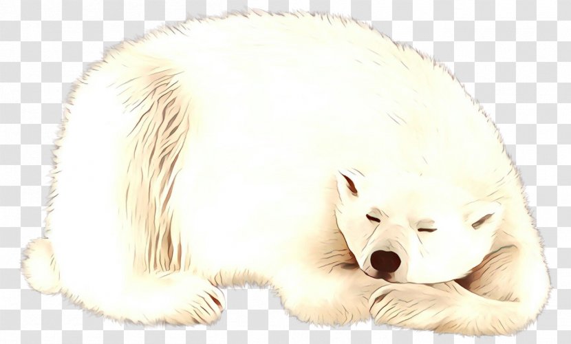Whiskers Dog Polar Bear Arctic Fox Cat - Regions Of Earth Transparent PNG