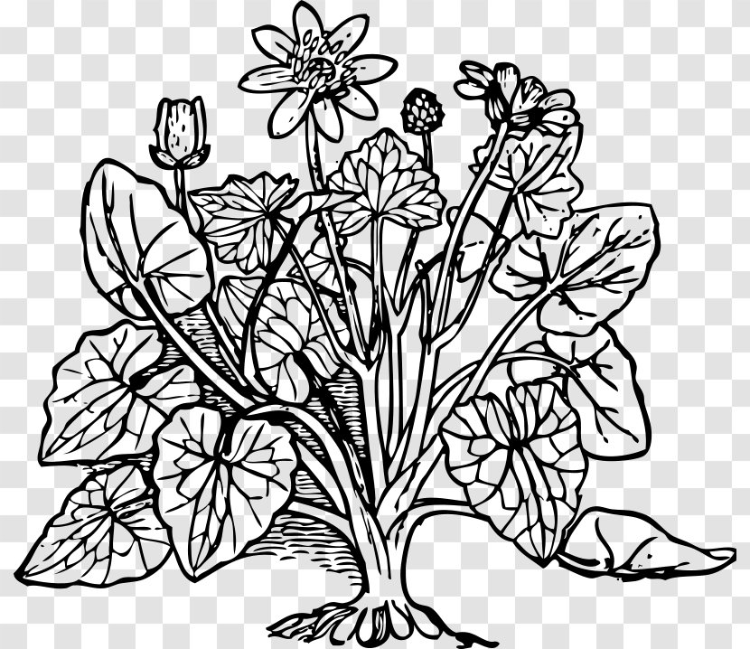 Coloring Book Rose Plant Bud - Floral Design Transparent PNG