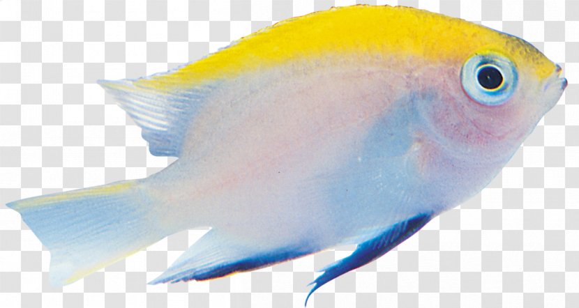 Marine Biology Tropical Fish Image Download - Beak - Fishing Nets Transparent PNG
