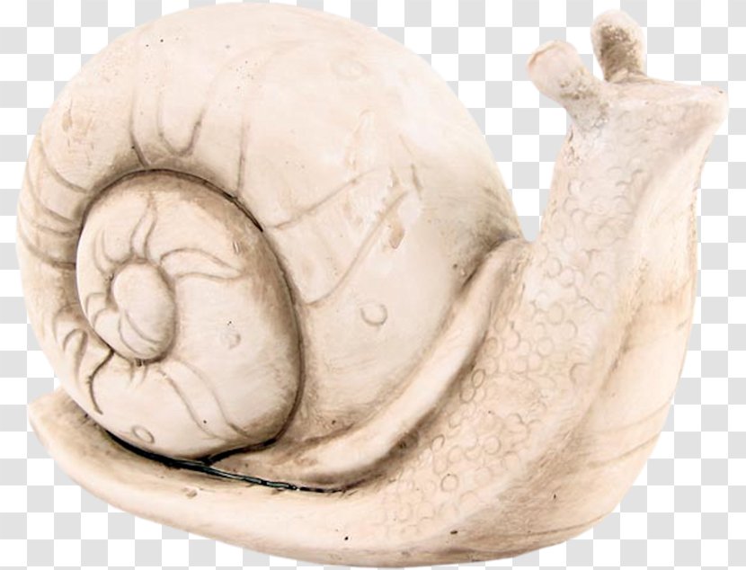 Snail Orthogastropoda Scale Model - Decorative Arts - Decoration Transparent PNG