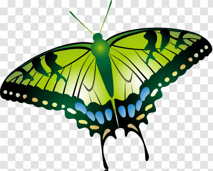 Butterfly Insect Moth Clip Art - Arthropod Transparent PNG