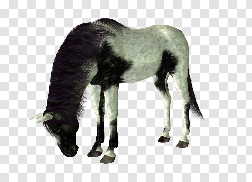 Pony Foal Mustang Mare - Pack Animal - Cabal Transparent PNG