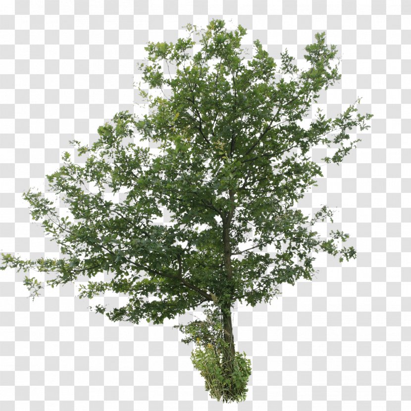 Broad-leaved Tree Oak Deciduous Shrub - Birch - Car Trunk Transparent PNG