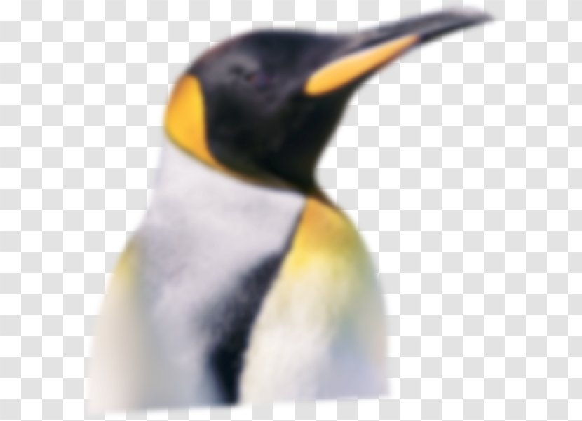 King Penguin Neck Beak - Organism Transparent PNG