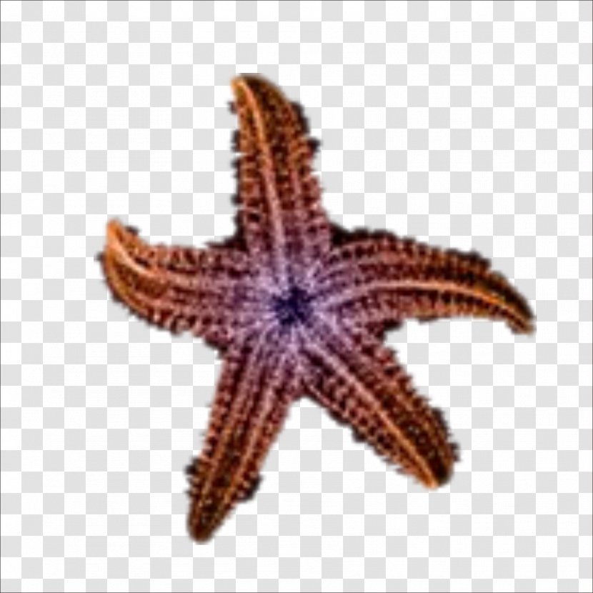Starfish Beach Sea Sand Transparent PNG
