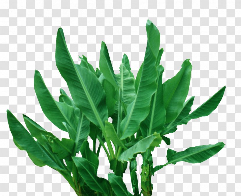 Plant Leaf Musa Basjoo Tropics Banana - Tree Transparent PNG