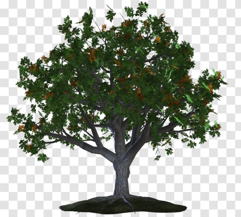 Prima Categoria Tree Girone Branch Celts - Albero Transparent PNG