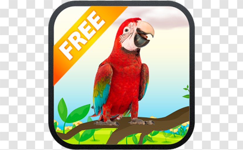 Macaw My Talking Parrot Bird Lion Transparent PNG