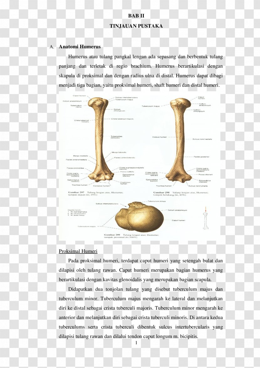 Humerus Bone Fracture Joint Anatomy - Blood Vessel - Arm Transparent PNG