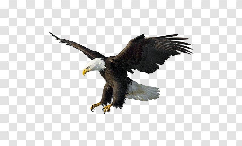 Bald Eagle Drawing Illustration - Beak - Flying Eagles Transparent PNG